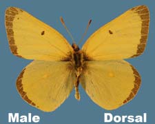 Colias alexandra - male