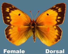 Colias eurytheme - female