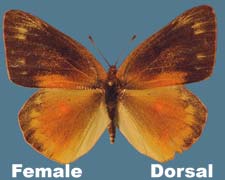 Colias eurytheme - female - melanistic morph