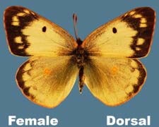 Colias eurytheme - female - white