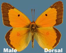 Colias eurytheme - male