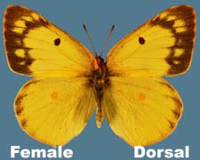 Colias philodice - female