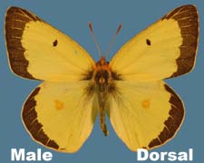 Colias philodice - male