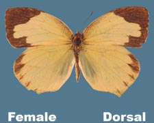 Eurema mexicana - female