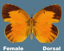 Eurema nicippe - female