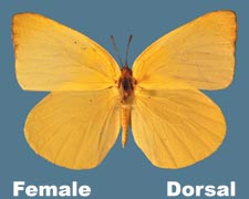 Kricogonia lyside - female - dark