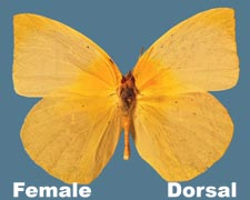 Kricogonia lyside - female - pale