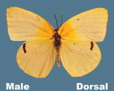 Kricogonia lyside - male - pale