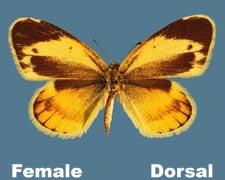 Nathalis iole - female