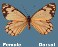 Neophasia menapia - female