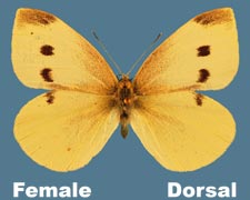 Pieris rapae - female - variation 1