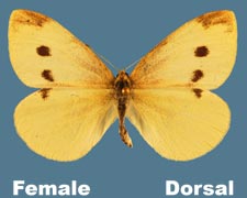 Pieris rapae - female - variation 2