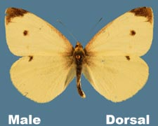 Pieris rapae - male