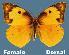 Zerene cesonia - female