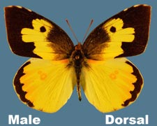 Zerene cesonia - male