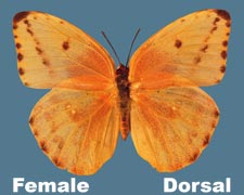Phoebis agarithe - female