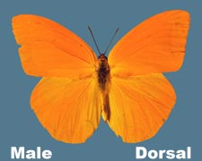 Phoebis agarithe - male