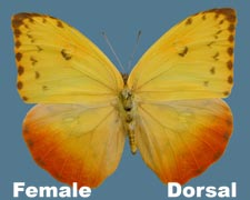 Phoebis philea - female 1