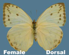 Phoebis philea - female 2