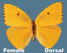 Phoebis sennae eubule - female