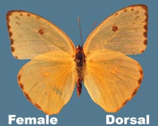 Phoebis sennae eubule - female - pale