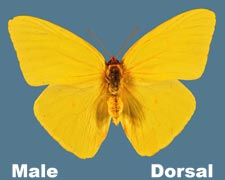 Phoebis sennae eubule - male