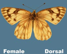 Pontia occidentalis - female