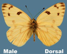 Pontia occidentalis - male