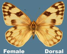 Pontia protodice - female