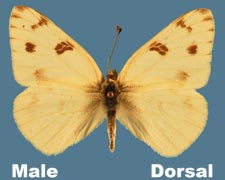 Pontia protodice - male