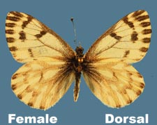 Pontia sisymbrii nordini - female