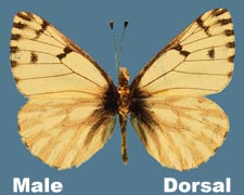 Pontia sisymbrii nordini - male