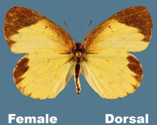 Eurema lisa - female
