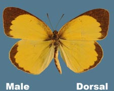 Eurema lisa - male
