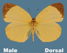 Eurema nise