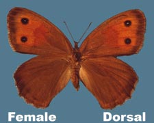 Cercyonis meadii - female