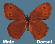 Cercyonis meadii - male