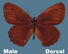 Cercyonis oetus charon