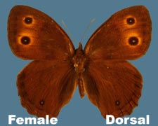 Cercyonis pegala - female - variant 1