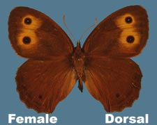Cercyonis pegala - female - variant 2