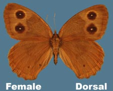 Cercyonis pegala - female