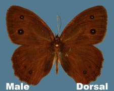 Cercyonis pegala - male