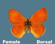 Coenonympha Female