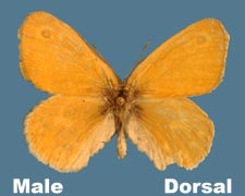 Coenonympha tullia - male