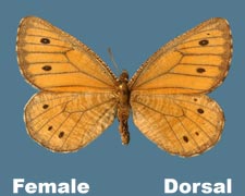 Oeneis uhleri varuna female