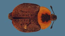 Necrophila americana
