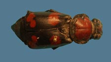 Nicrophorus americanus