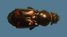 Nicrophorus carolinus