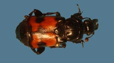 Nicrophorus guttula