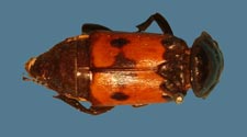 Nicrophorus hybridus
